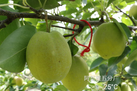 庫(kù)爾勒香梨梨小蛀果率小于1%？澳福姆能做到！