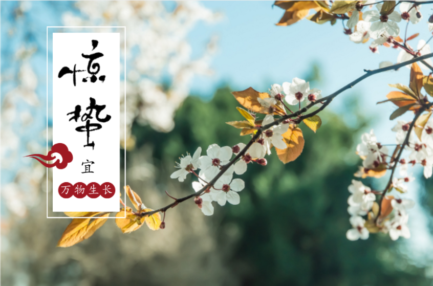 驚蜇到 ，桃始華，梨小如期而至