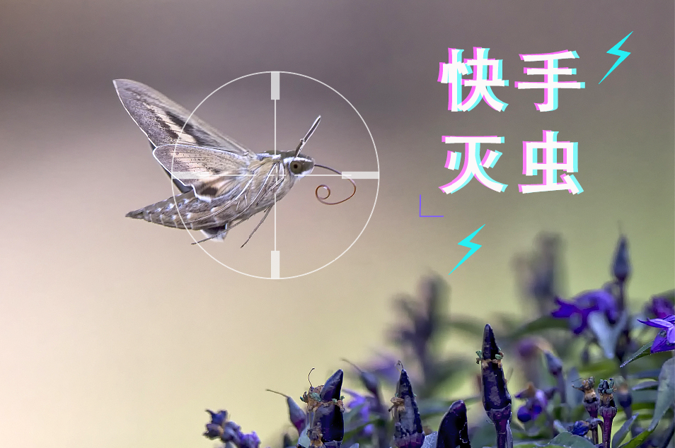 【快手滅蟲(chóng)】備戰(zhàn)3分鐘滅蟲(chóng)300只，不服來(lái)戰(zhàn)！