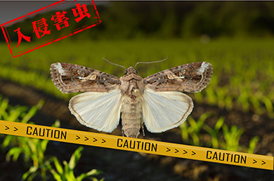 全球預(yù)警的重大害蟲草地貪夜蛾已侵入我國，該如何應(yīng)對？！
